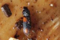 Bitoma crenata