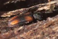 Bitoma crenata