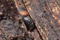 Bitoma crenata