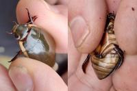 Cybister lateralimarginalis
