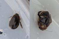 Acilius sulcatus