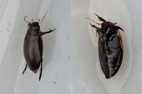 Colymbetes fuscus