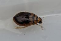 Hygrobia hermanni