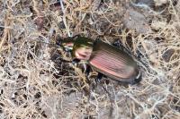 Poecilus