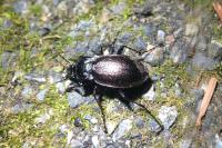 Carabus nemoralis