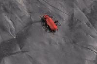 Pyrrhidium sanguineum