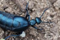 Meloe violaceus