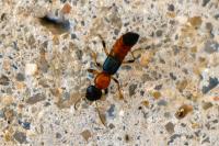 Paederus littoralis
