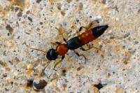 Paederus littoralis