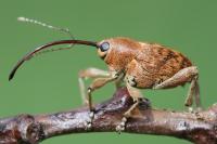 Curculio glandium