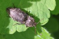 Agrypnus murinus