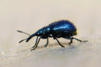 Involvulus caeruleus