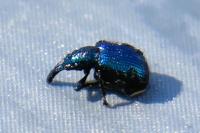 Involvulus caeruleus