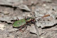 Cicindela campestris