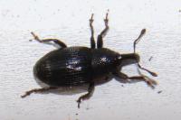 Baris artemisiae