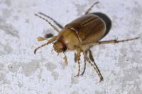 Rhizotrogus marginipes