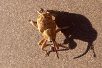 Curculio