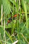 Cantharis rustica