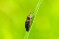 Agrypnus murinus