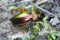 Carabus auratus