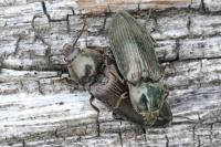 Selatosomus latus