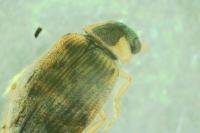 Berosus affinis