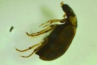 Berosus affinis