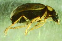 Berosus affinis