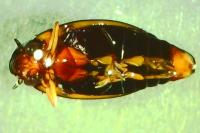 Gyrinus