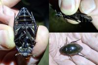 Hydrophilus piceus