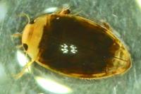 Laccophilus