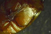 Laccophilus