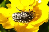 Oxythyrea funesta