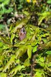 Amphimallon majale