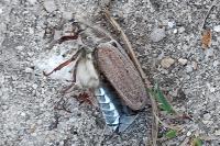 Melolontha