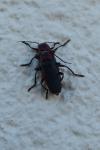 Cantharis rustica