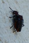 Cantharis rustica