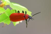 Pyrochroa coccinea