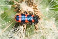 Trichodes alvearius