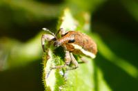 Lixus