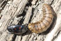 Hister quadrimaculatus
