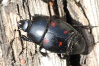 Hister quadrimaculatus