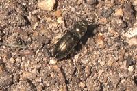 Selatosomus latus