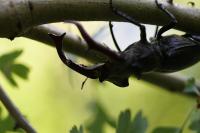 Lucanus cervus