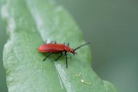 Pyrochroa serraticornis