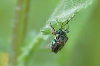 Oedemera nobilis
