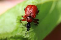 Apoderus coryli