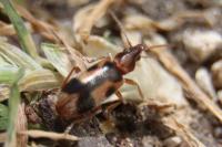 Notoxus monoceros