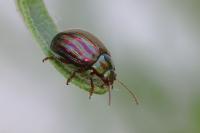 Chrysolina americana