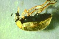 Berosus signaticollis